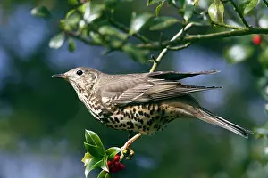 Mistle: Mistle Thrush - in Holly Tree