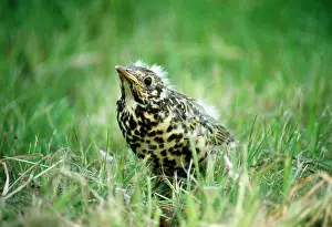 Mistle: Mistle THRUSH - juvenile in grass