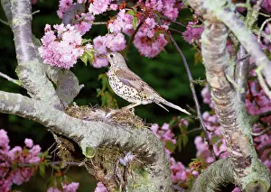 Jack Bailey: Mistle Thrush - at nest