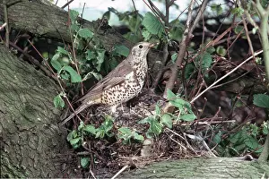 Thrushes: MISTLE THRUSH - on nest