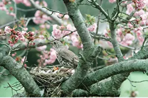 Thrushes: MISTLE THRUSH - at nest with chicks, in tree with blossom
