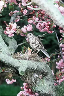 Begging: MISTLE THRUSH - at nest with chicks and tree blossom
