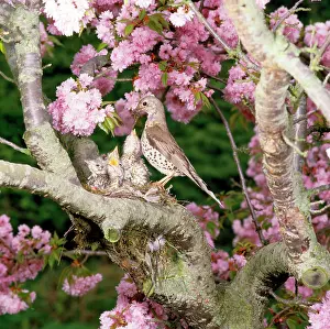 Mistle: Mistle Thrush - at nest feeding young