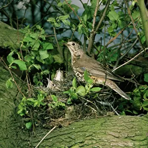 Mistle: Mistle Thrush - at nest with young