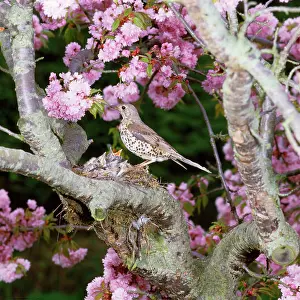 Mistle: Mistle Thrush - at nest with young