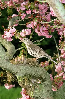 Cherries: Mistle Thrush - at nest with young