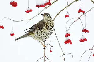 Guelder: Mistle Thrush - perched on branch of Guelder Rose