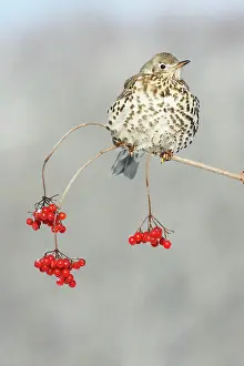 Guelder: Mistle Thrush - perched on branch of Guelder Rose