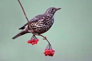 Guelder: Mistle Thrush - Perched on Guelder Rose branch