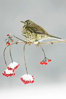 Guelder: Mistle Thrush - perched on snow covered branch