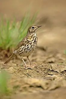 Brid: Mistle Thrush - at rain puddle