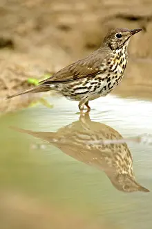 Brid: Mistle Thrush - at rain puddle with reflection