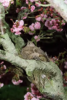 Mistle: Mistle Thrush - sheltering nest and eggs from heavy rain