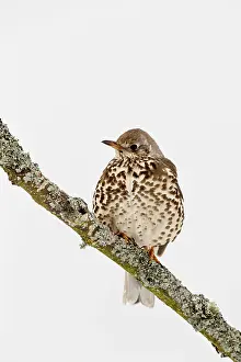 Mistle: Mistle Thrush - in snow