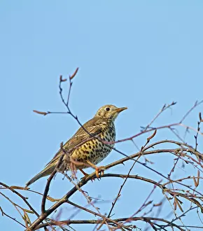 Mistle: Mistle Thrush - in tree top