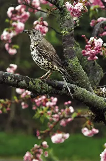 Thrushes: MISTLE THRUSH - in tree blossom