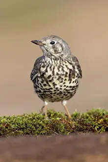 Speckled: Mistle Thrush - UK