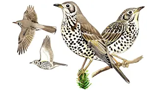 Trush: Mistle Trush (Turdus viscivorus) adult in front