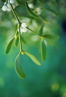 Viscum: Mistletoe