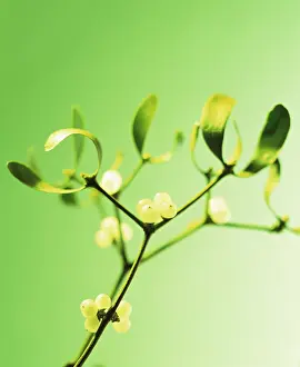 Viscum: Mistletoe