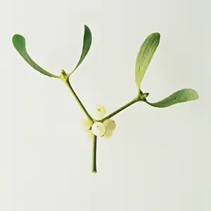 Viscum: Mistletoe