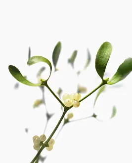 Viscum: Mistletoe