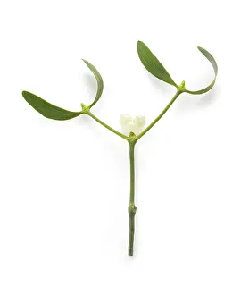 Sprig: Mistletoe