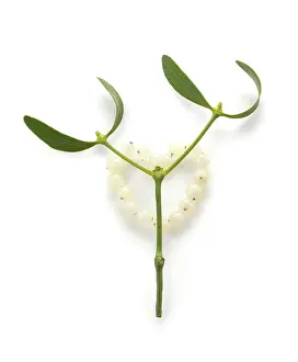 Sprig: Mistletoe