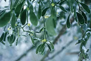 Viscum: Mistletoe