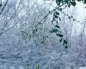 Sprig: Mistletoe