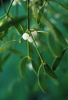 Viscum: Mistletoe