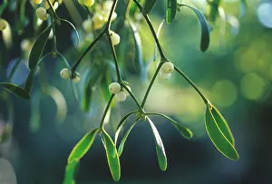 Viscum: Mistletoe