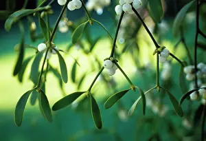 Viscum: Mistletoe