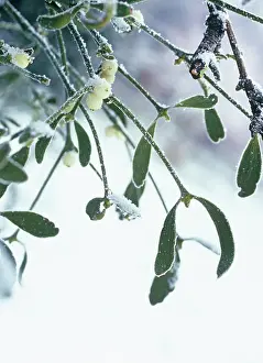 Viscum: Mistletoe