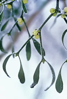 Viscum: Mistletoe