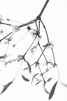 Sprig: Mistletoe