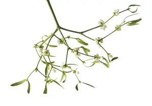 Sprig: Mistletoe