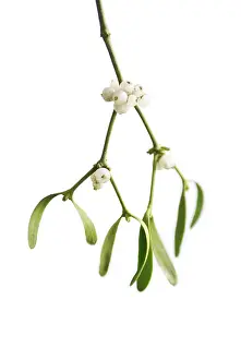 Sprig: Mistletoe