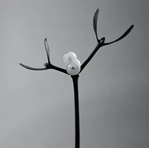 Viscum: Mistletoe
