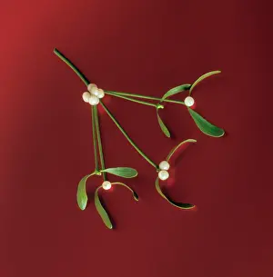 Viscum: Mistletoe
