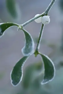 Sprig: Mistletoe