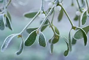 Sprig: Mistletoe