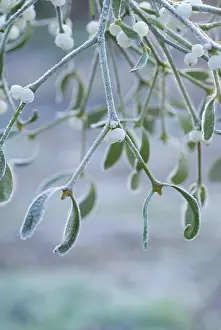 Sprig: Mistletoe