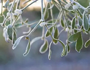 Sprig: Mistletoe