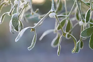Sprig: Mistletoe