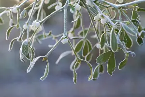 Sprig: Mistletoe