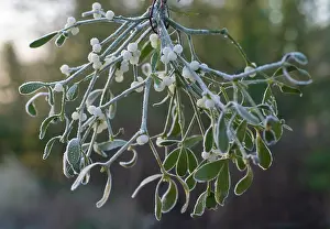Viscum: Mistletoe