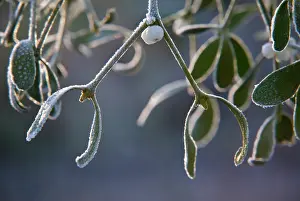Sprig: Mistletoe