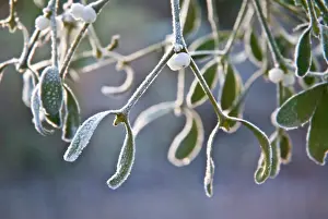 Sprig: Mistletoe