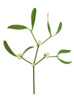 Mistletoe: Mistletoe